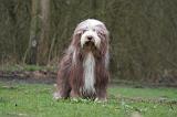 BEARDED COLLIE 306